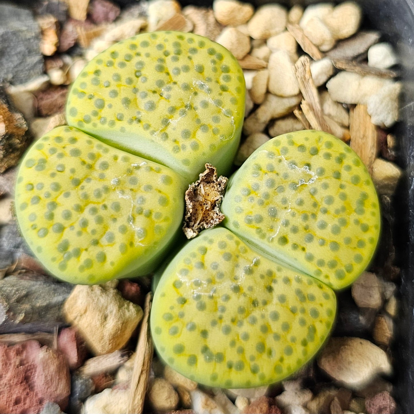 Lithops bundle (4 plants) – Textured Contrast