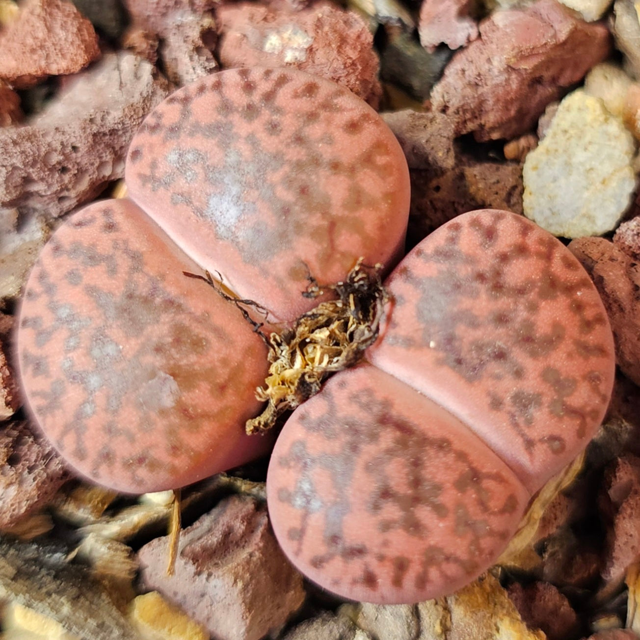 Lithops bundle (4 plants) – Textured Contrast