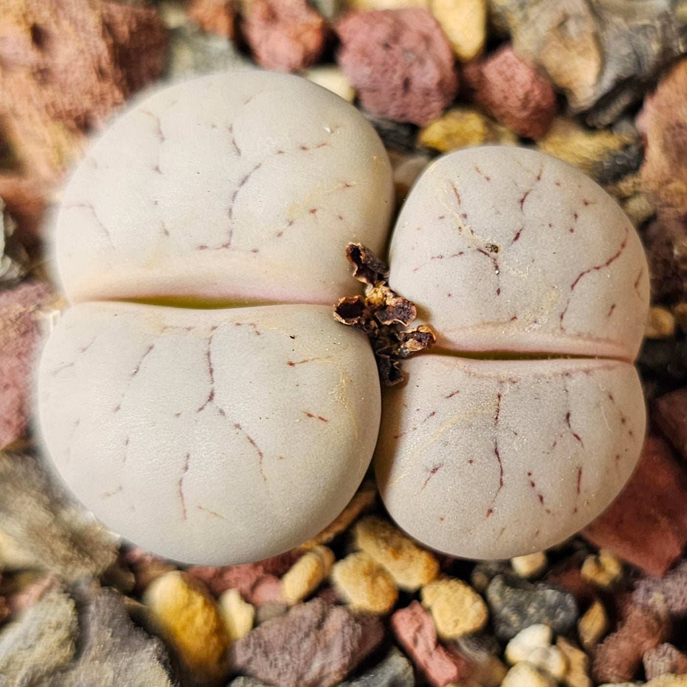 Lithops bundle (4 plants) – Textured Contrast