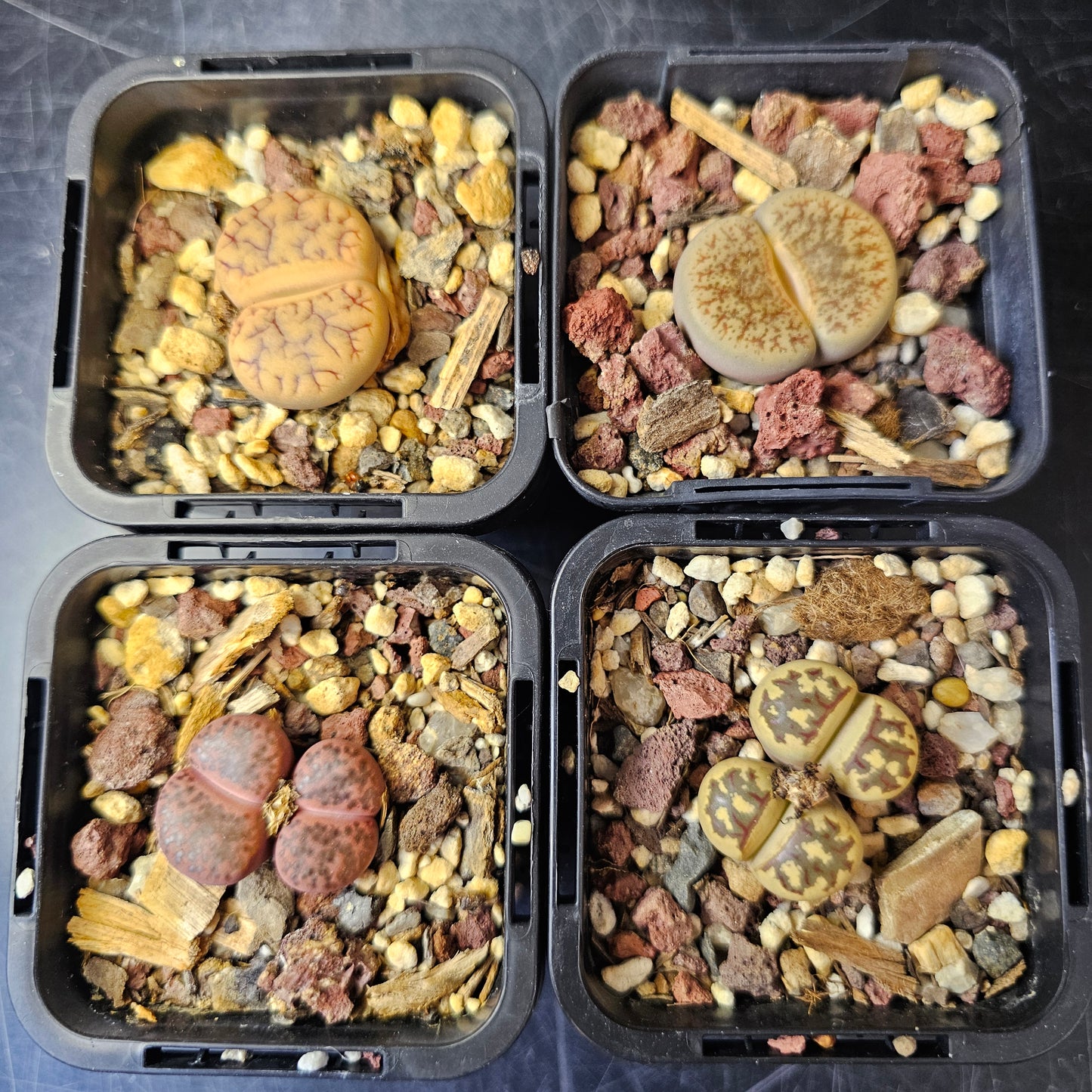 Lithops bundle (4 plants) – Earthshade Selection