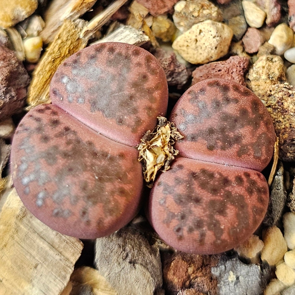 Lithops bundle (4 plants) – Earthshade Selection
