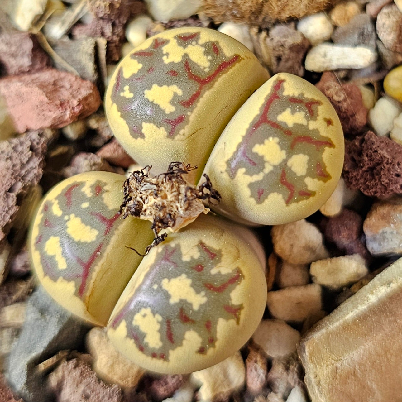 Lithops bundle (4 plants) – Earthshade Selection