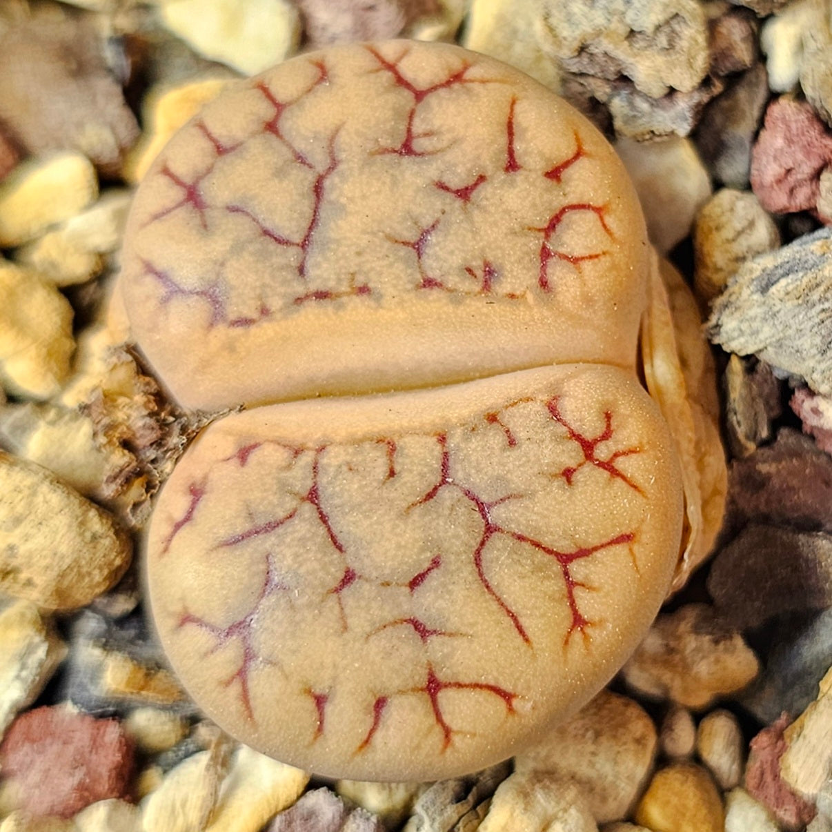 Lithops bundle (4 plants) – Earthshade Selection