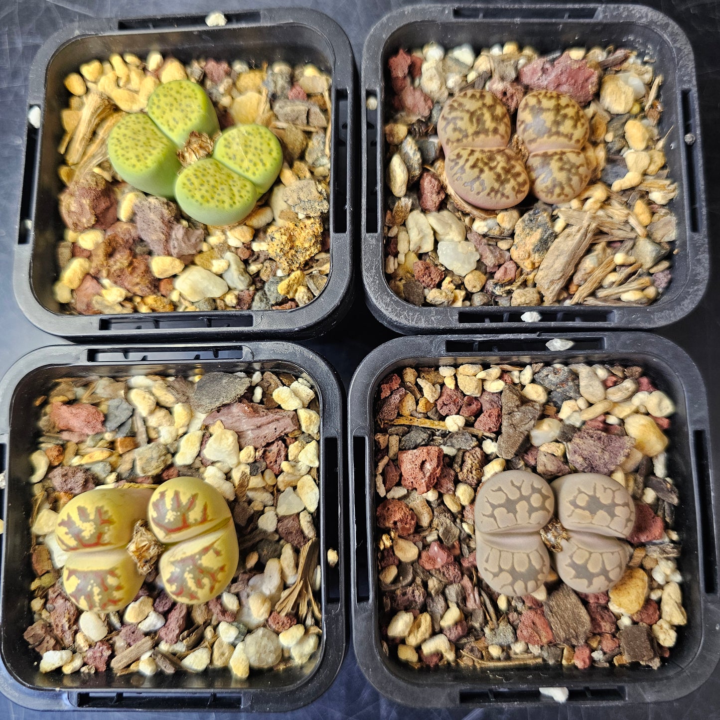 Lithops bundle (4 plants) – Pattern Mix