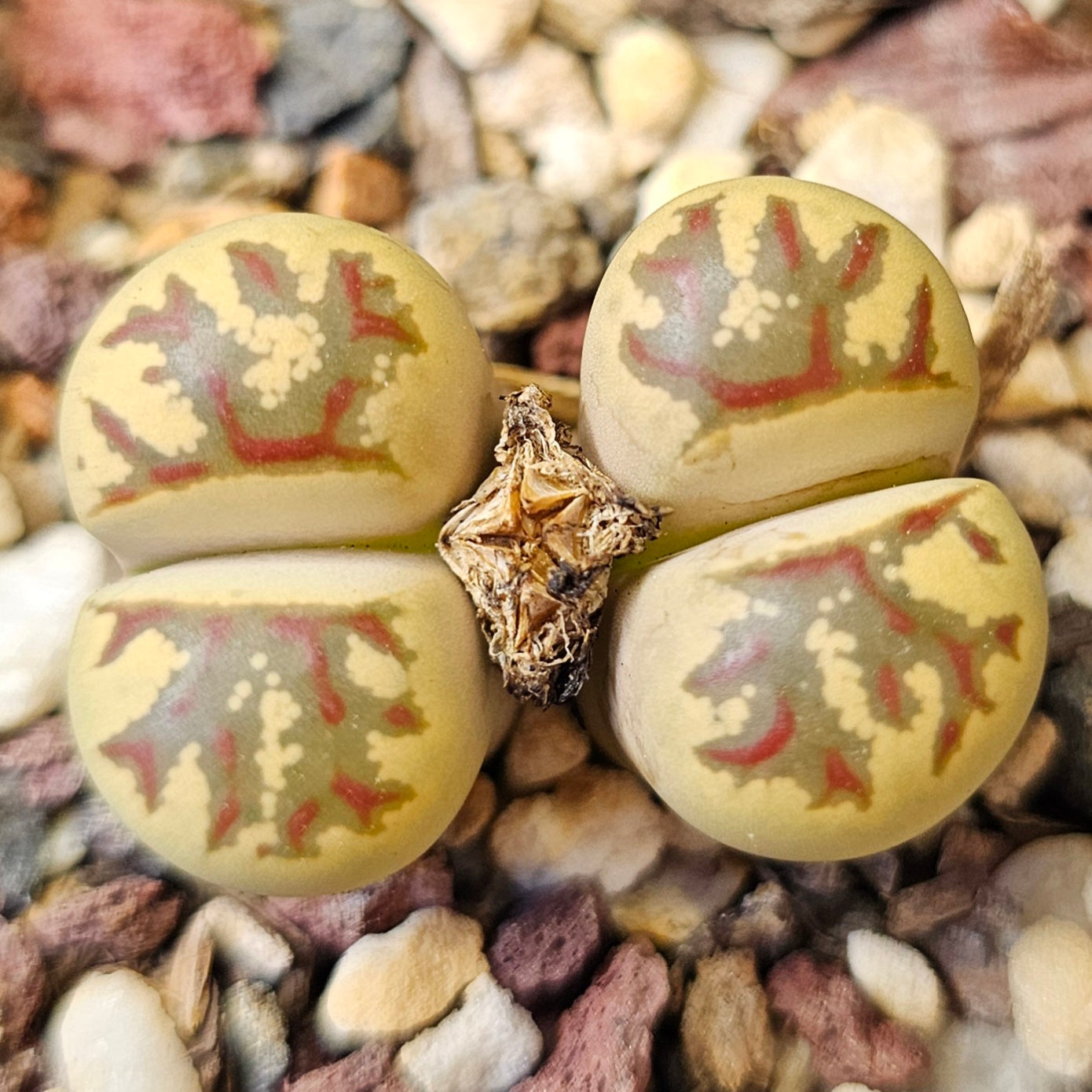 Lithops bundle (4 plants) – Pattern Mix