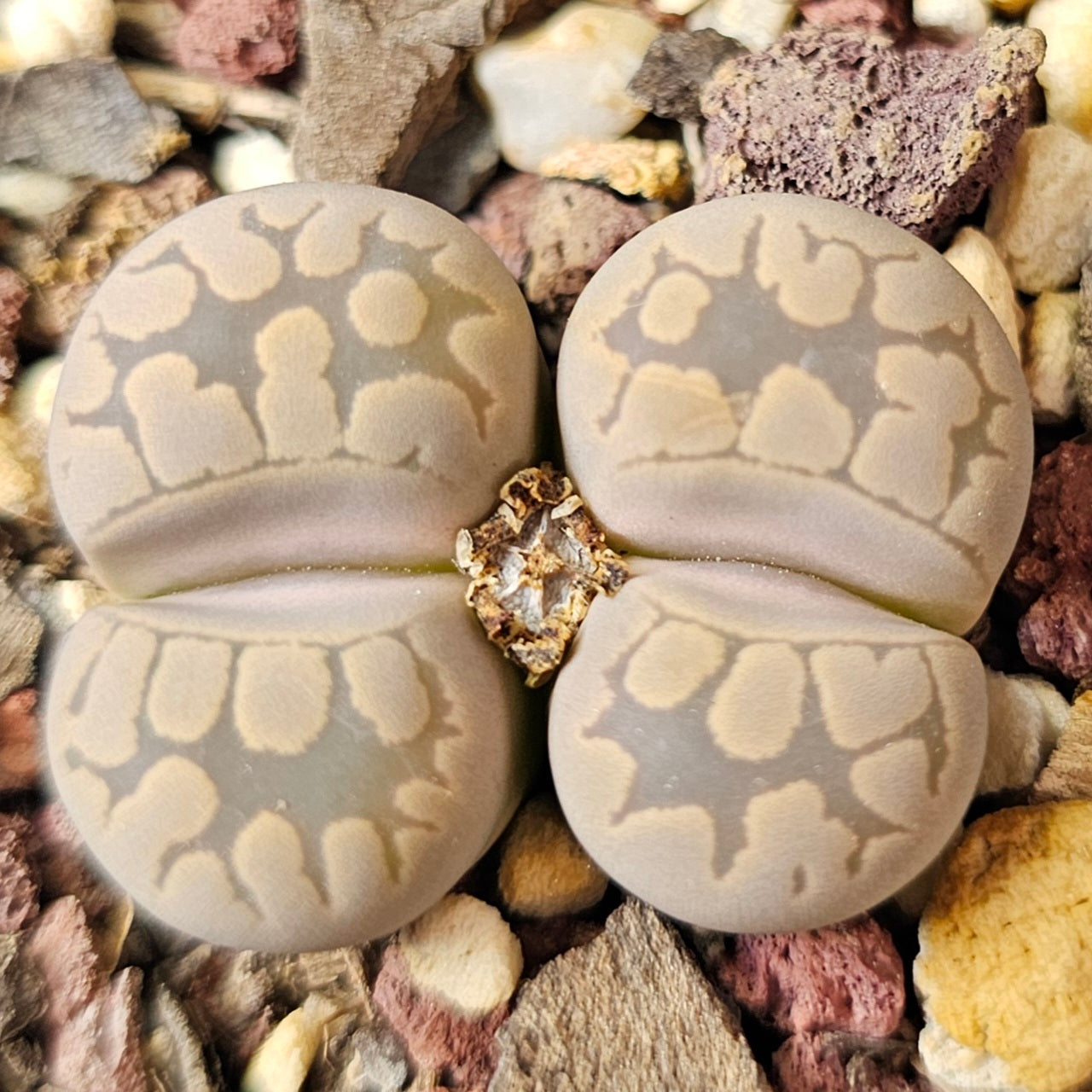 Lithops bundle (4 plants) – Pattern Mix