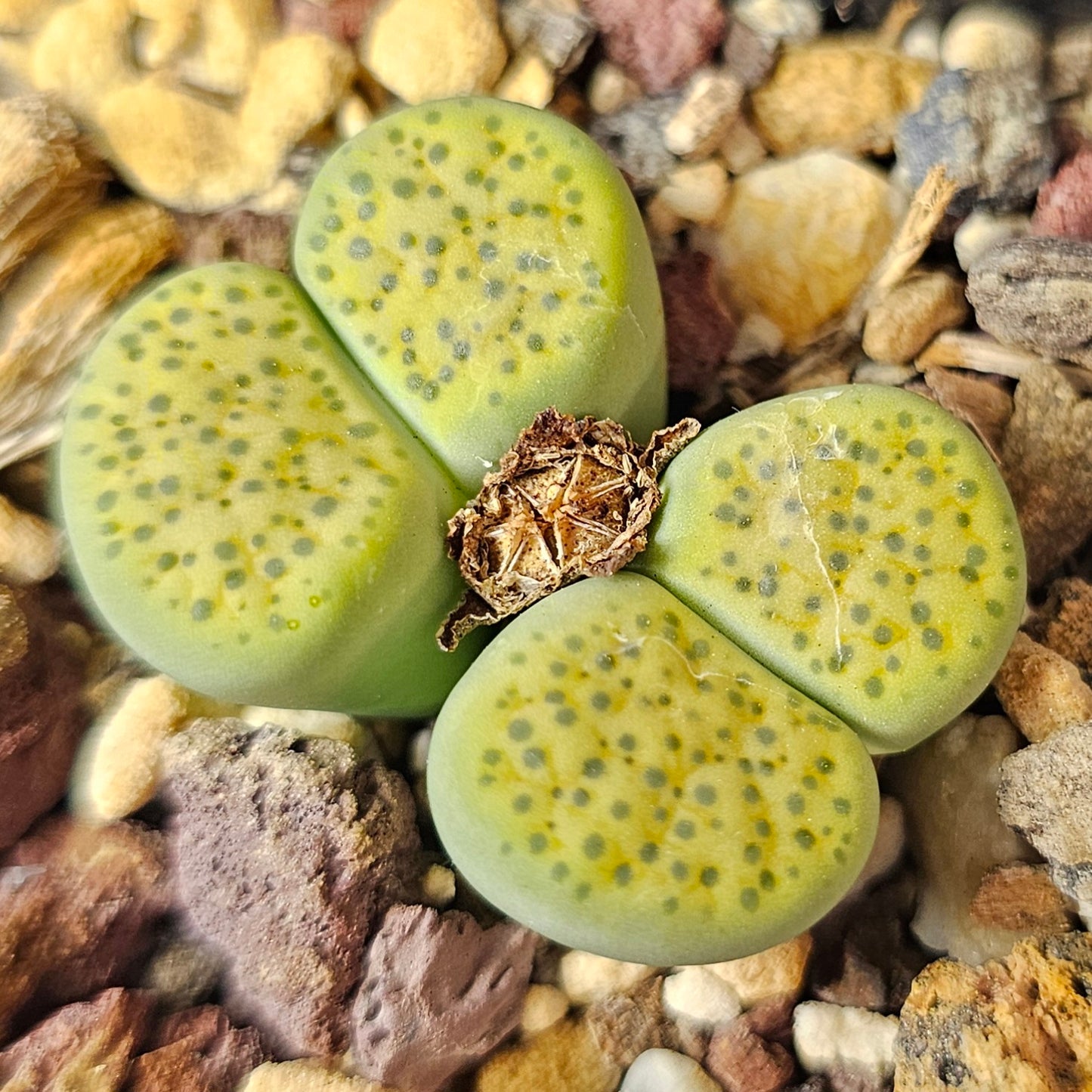Lithops bundle (4 plants) – Pattern Mix