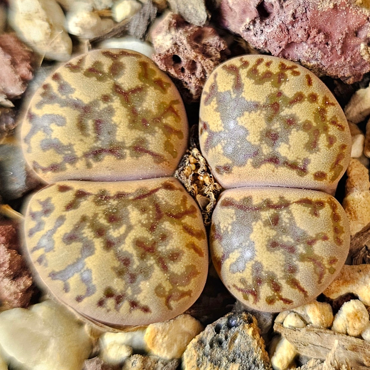Lithops bundle (4 plants) – Pattern Mix