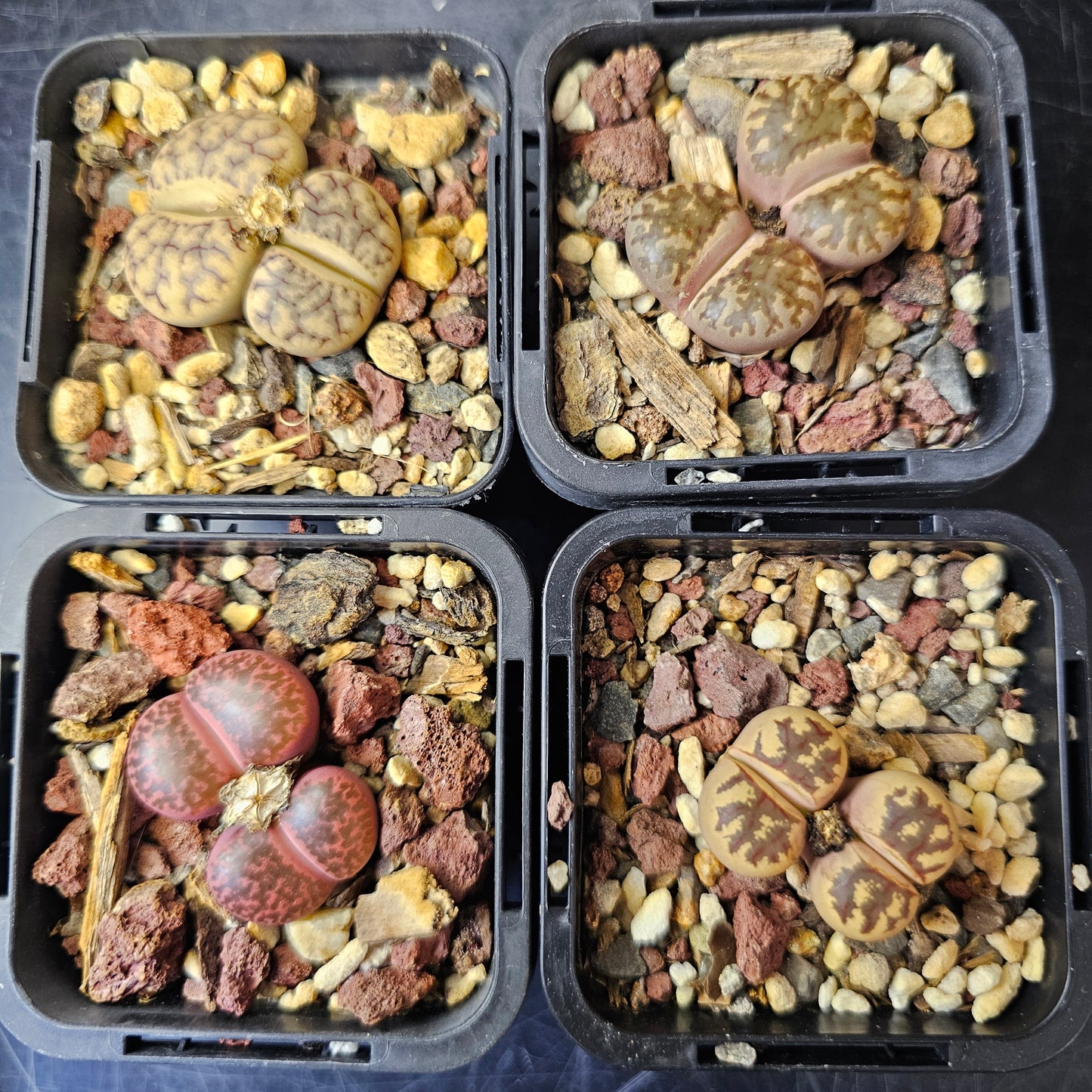 Lithops bundle (4 plants) – Double Head Mix