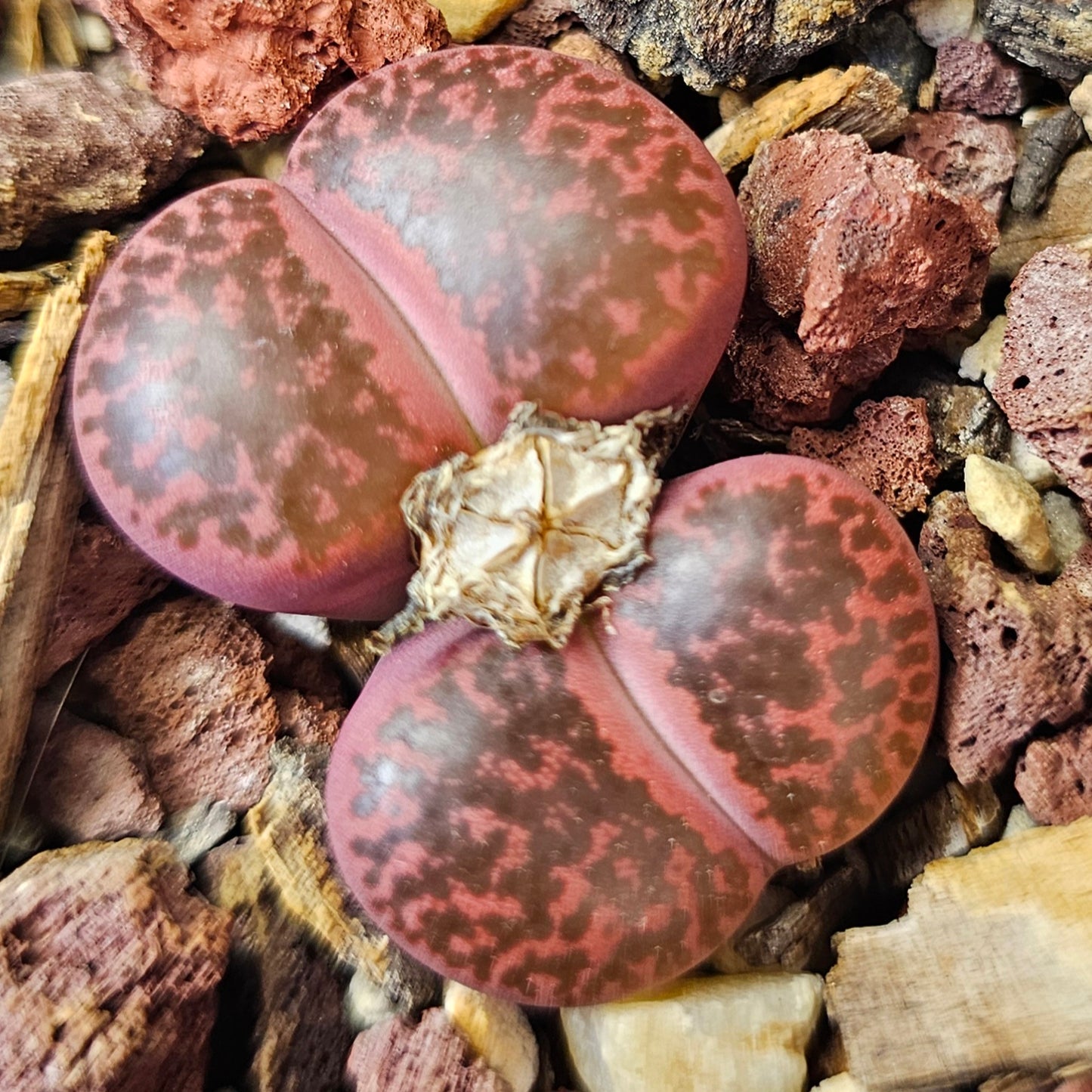 Lithops bundle (4 plants) – Double Head Mix