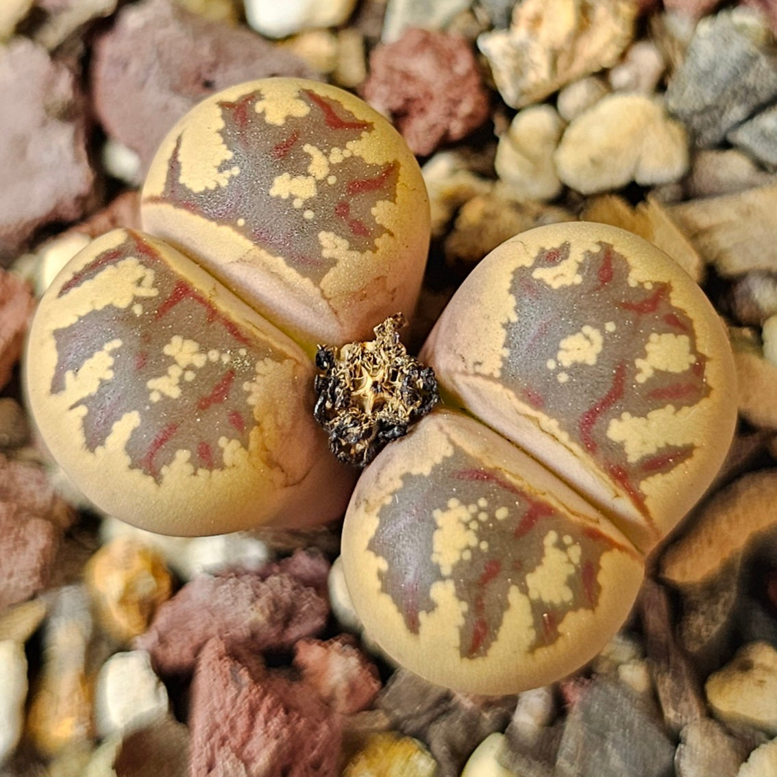Lithops bundle (4 plants) – Double Head Mix