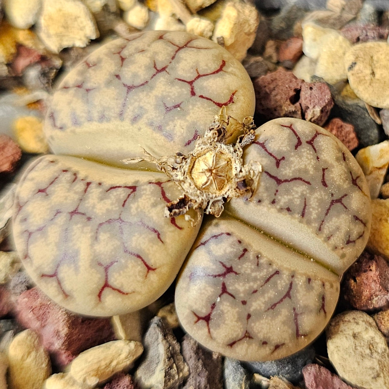 Lithops bundle (4 plants) – Double Head Mix