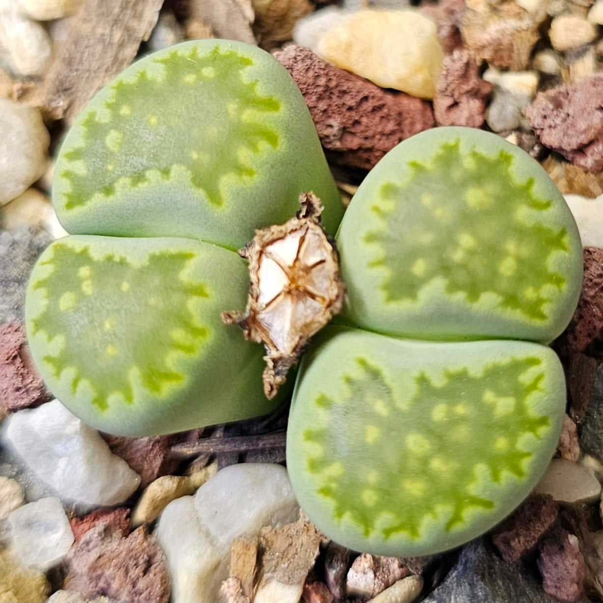 Lithops bundle (4 plants) – Envy Mix