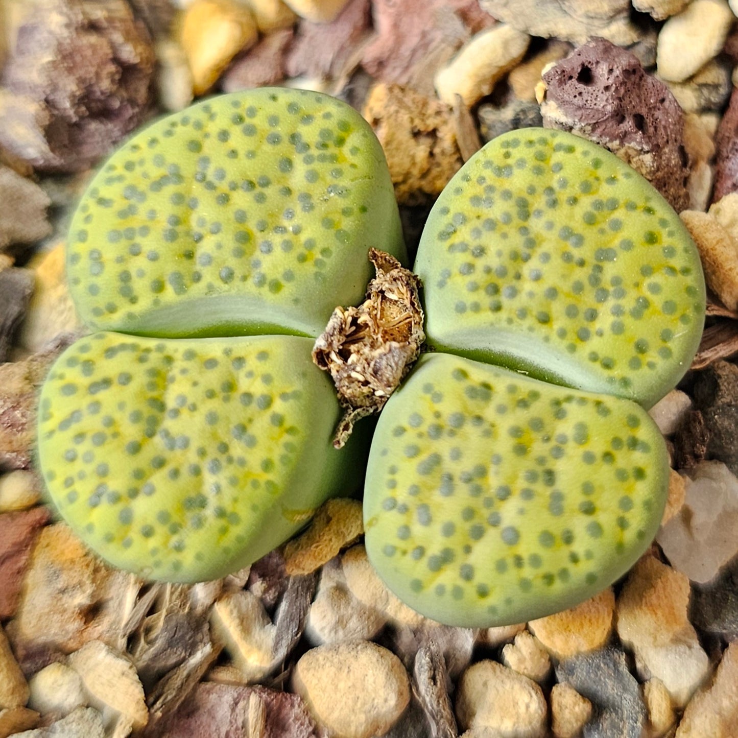 Lithops bundle (4 plants) – Envy Mix