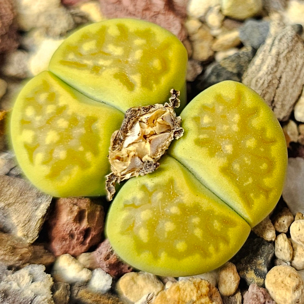 Lithops bundle (4 plants) – Envy Mix