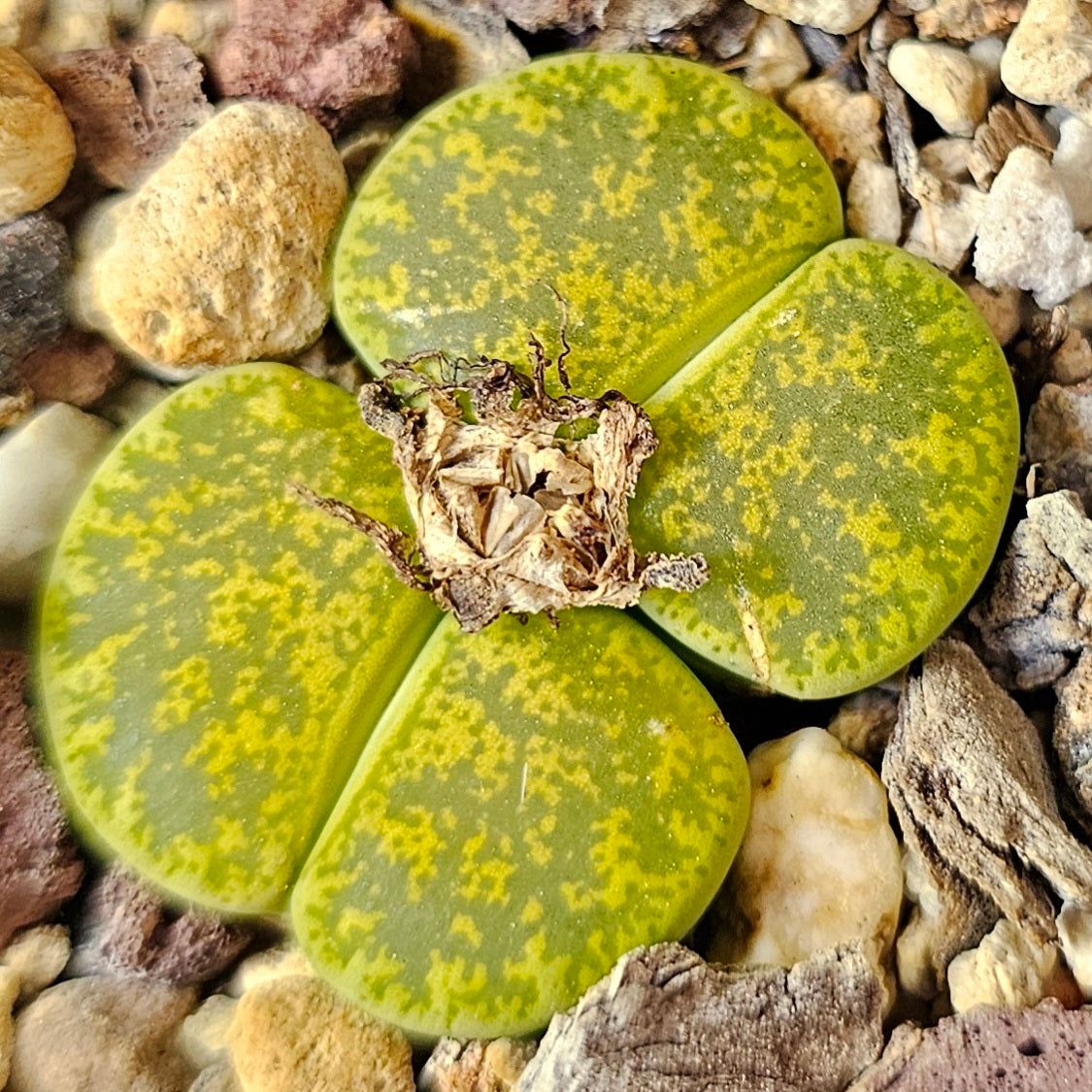 Lithops bundle (4 plants) – Envy Mix