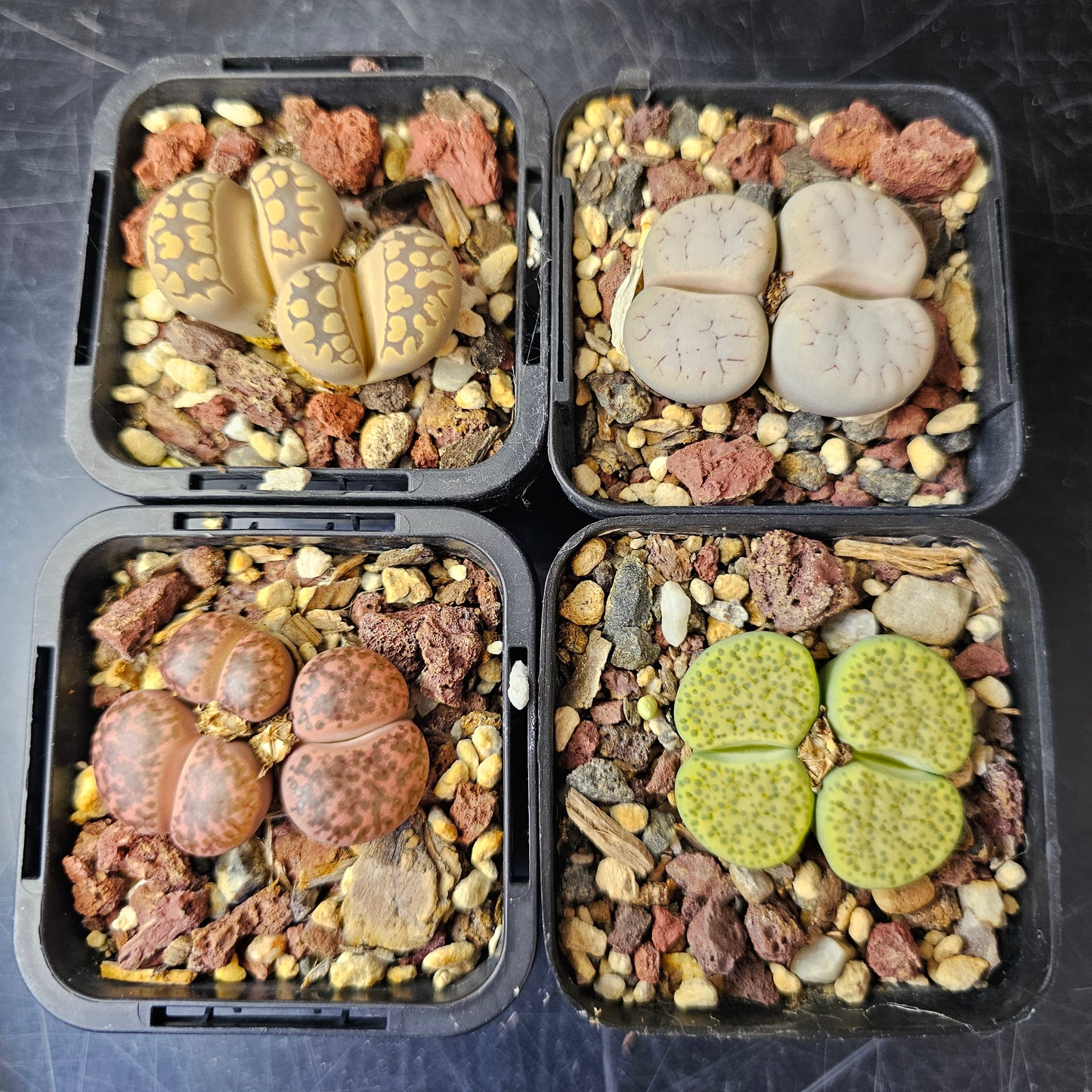 Lithops bundle (4 plants) – Balanced Spectrum