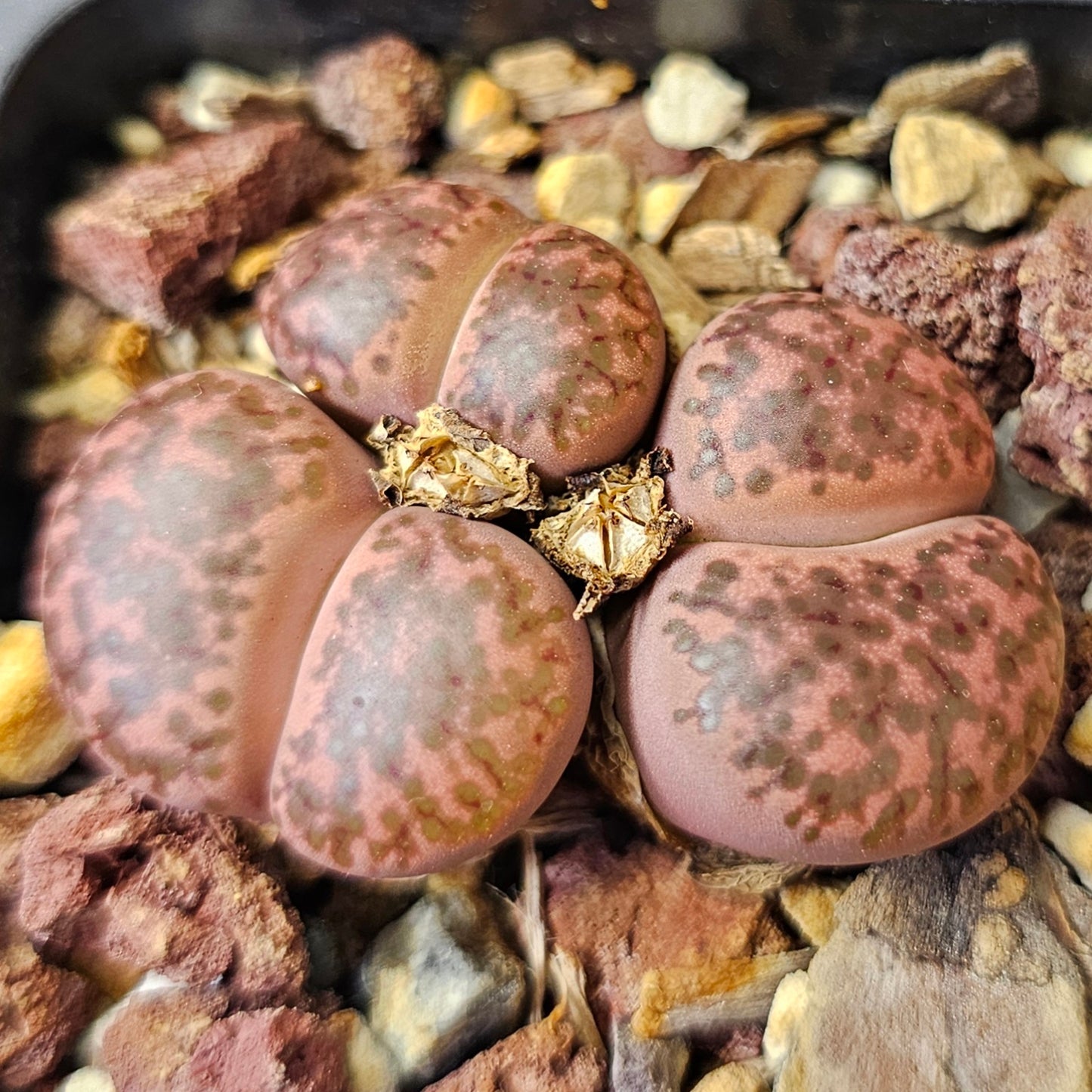 Lithops bundle (4 plants) – Balanced Spectrum