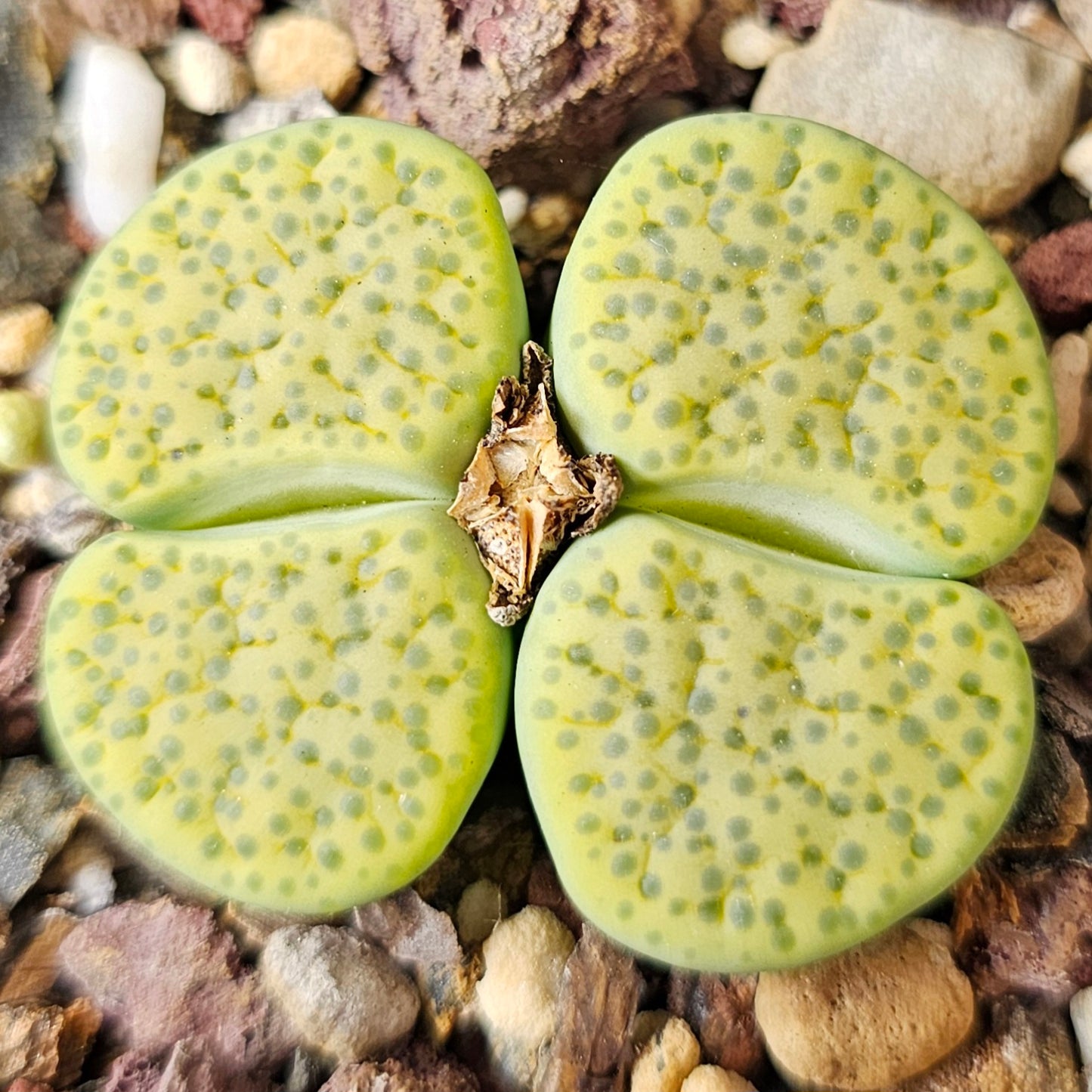 Lithops bundle (4 plants) – Balanced Spectrum