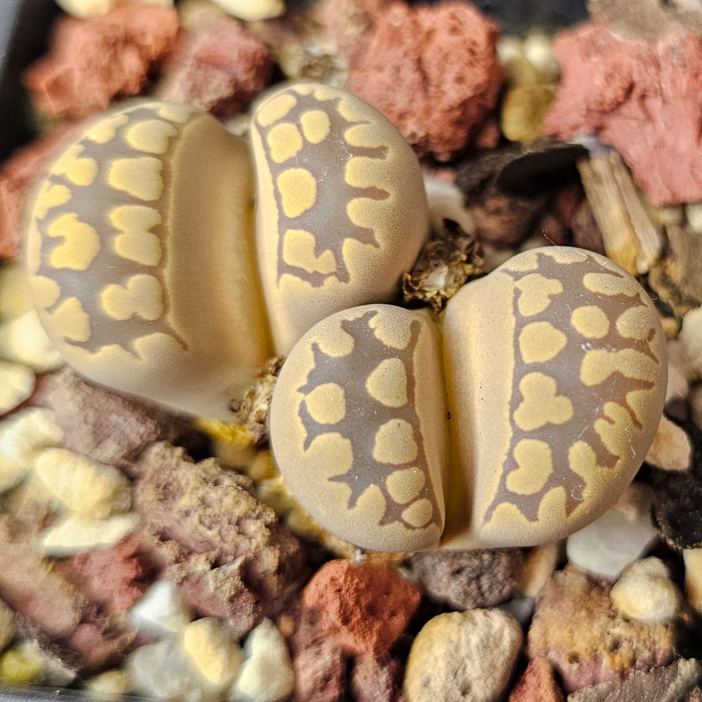 Lithops bundle (4 plants) – Balanced Spectrum
