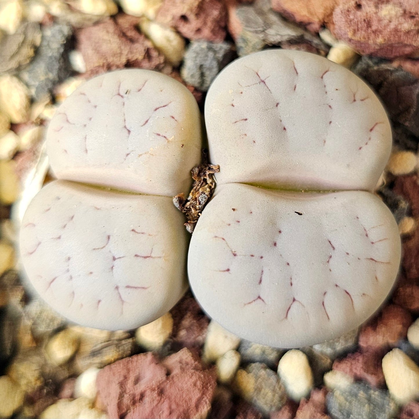Lithops bundle (4 plants) – Balanced Spectrum