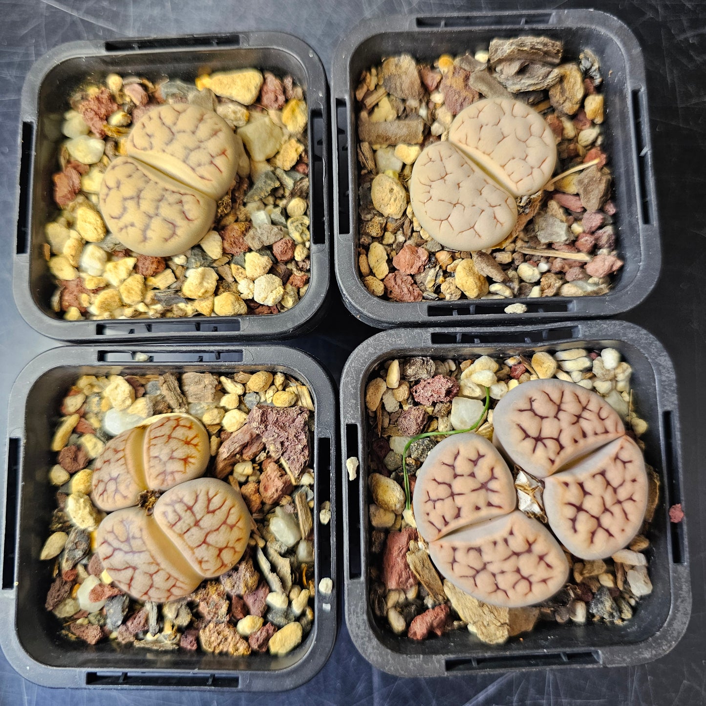 Lithops bundle (4 plants) – Deep Texture