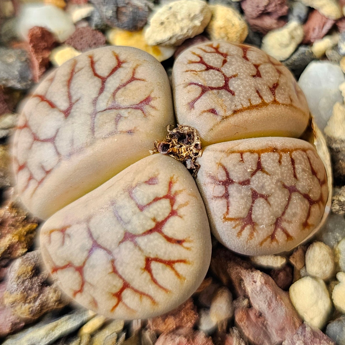 Lithops bundle (4 plants) – Deep Texture