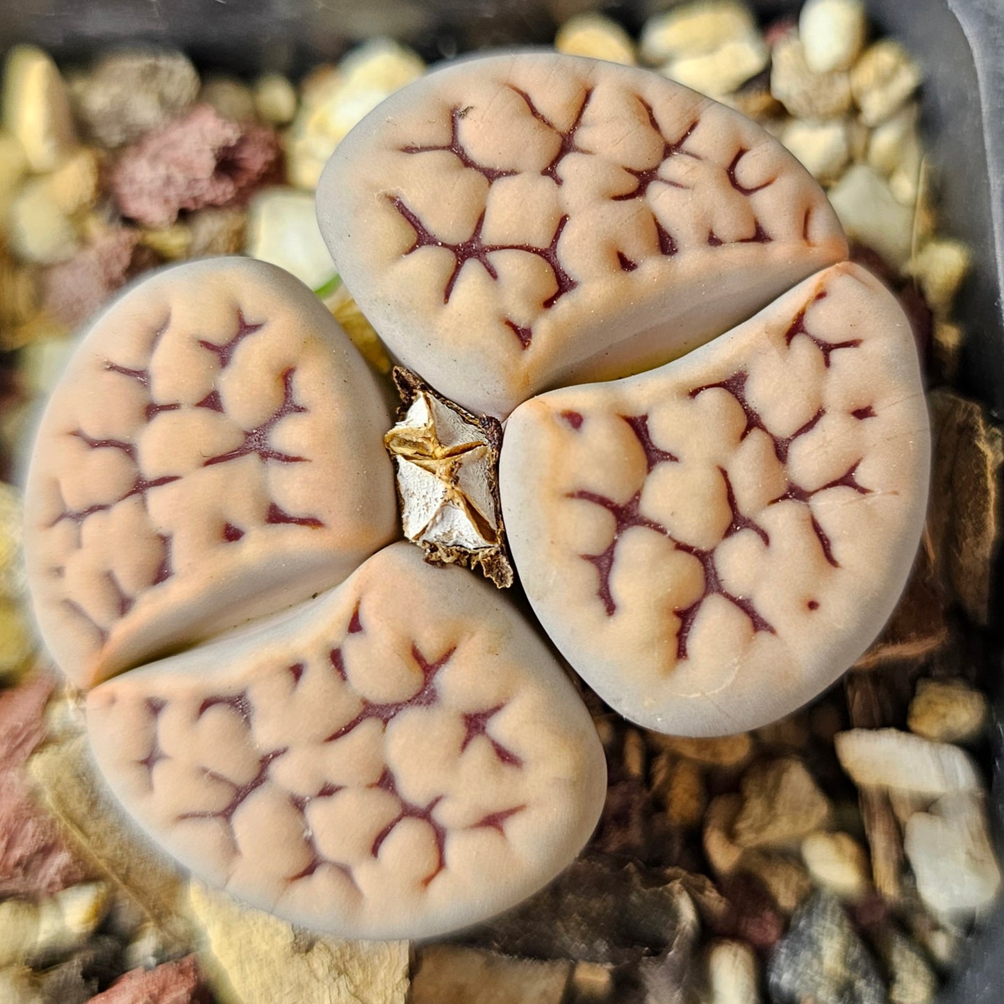 Lithops bundle (4 plants) – Deep Texture