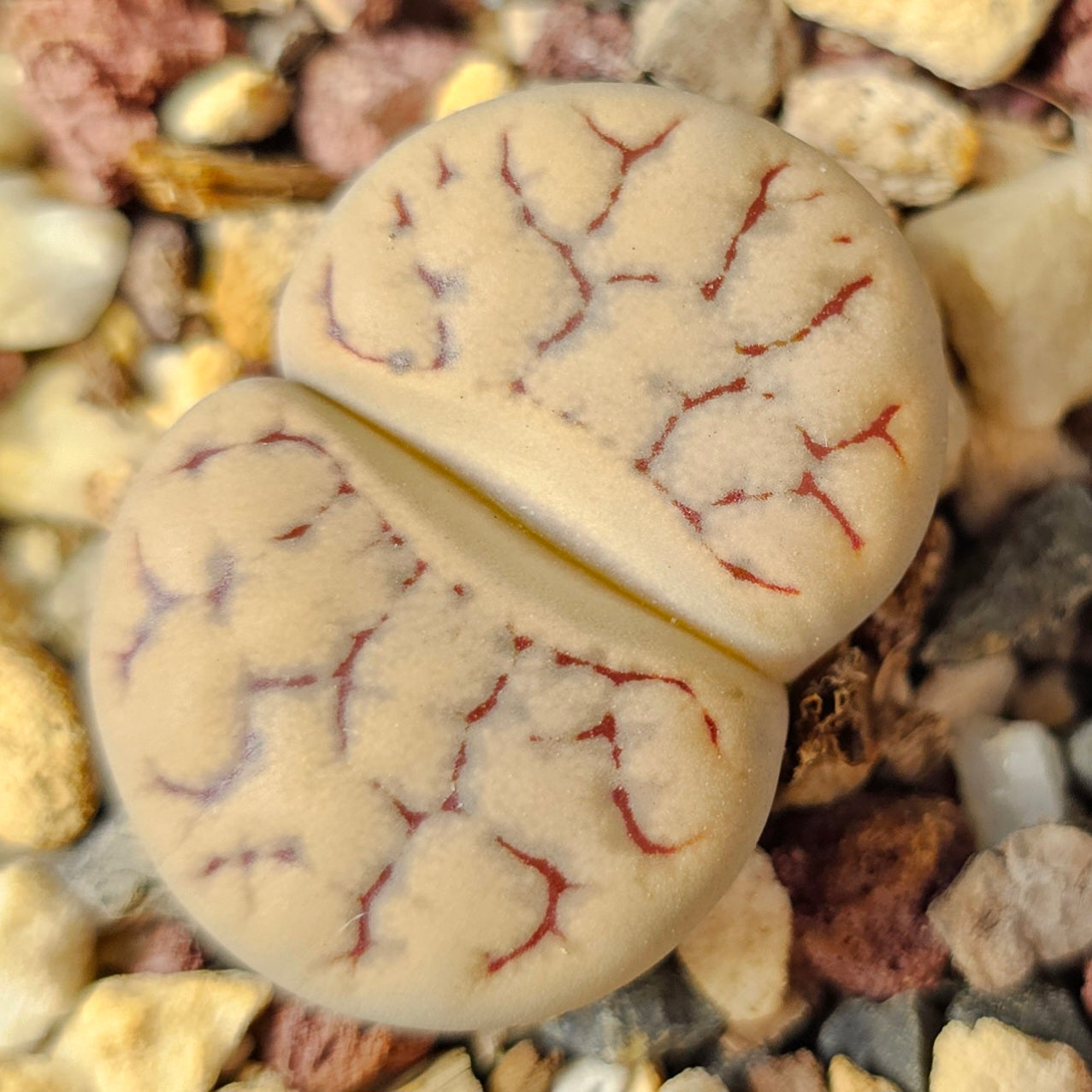Lithops bundle (4 plants) – Deep Texture