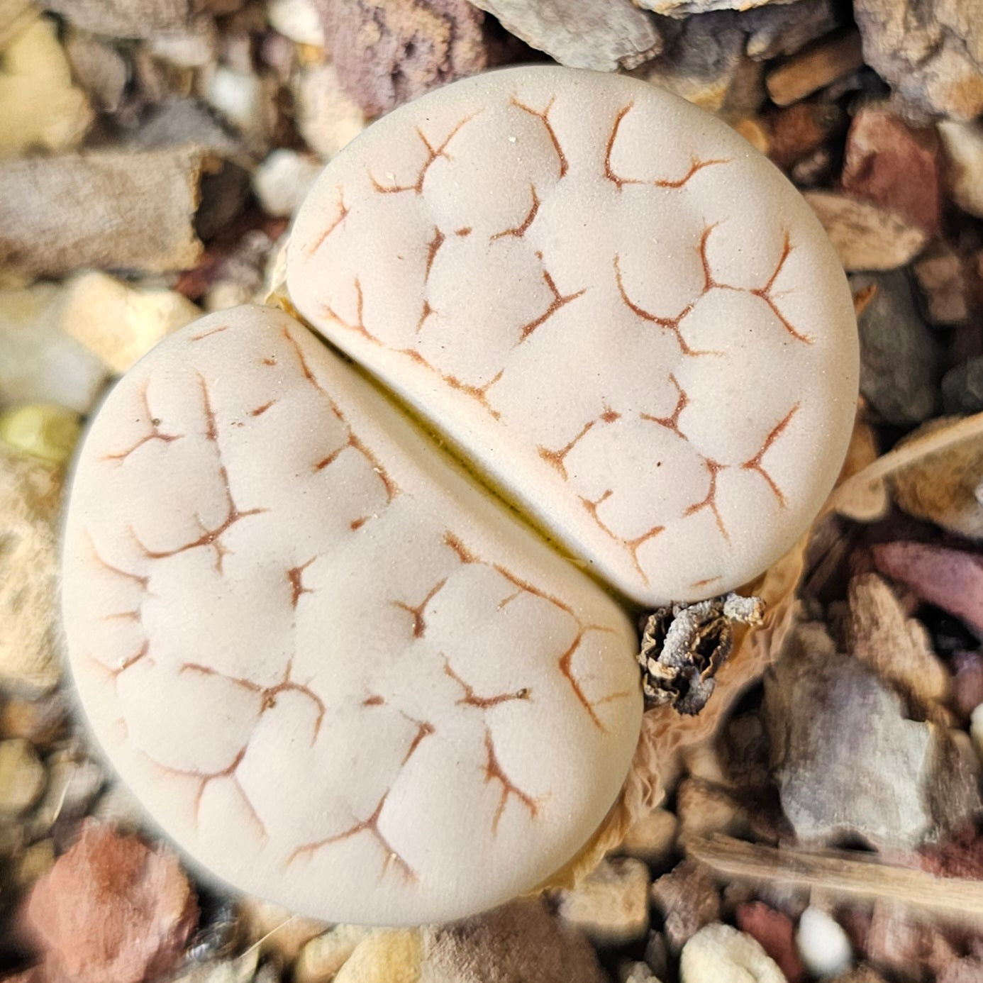 Lithops bundle (4 plants) – Deep Texture