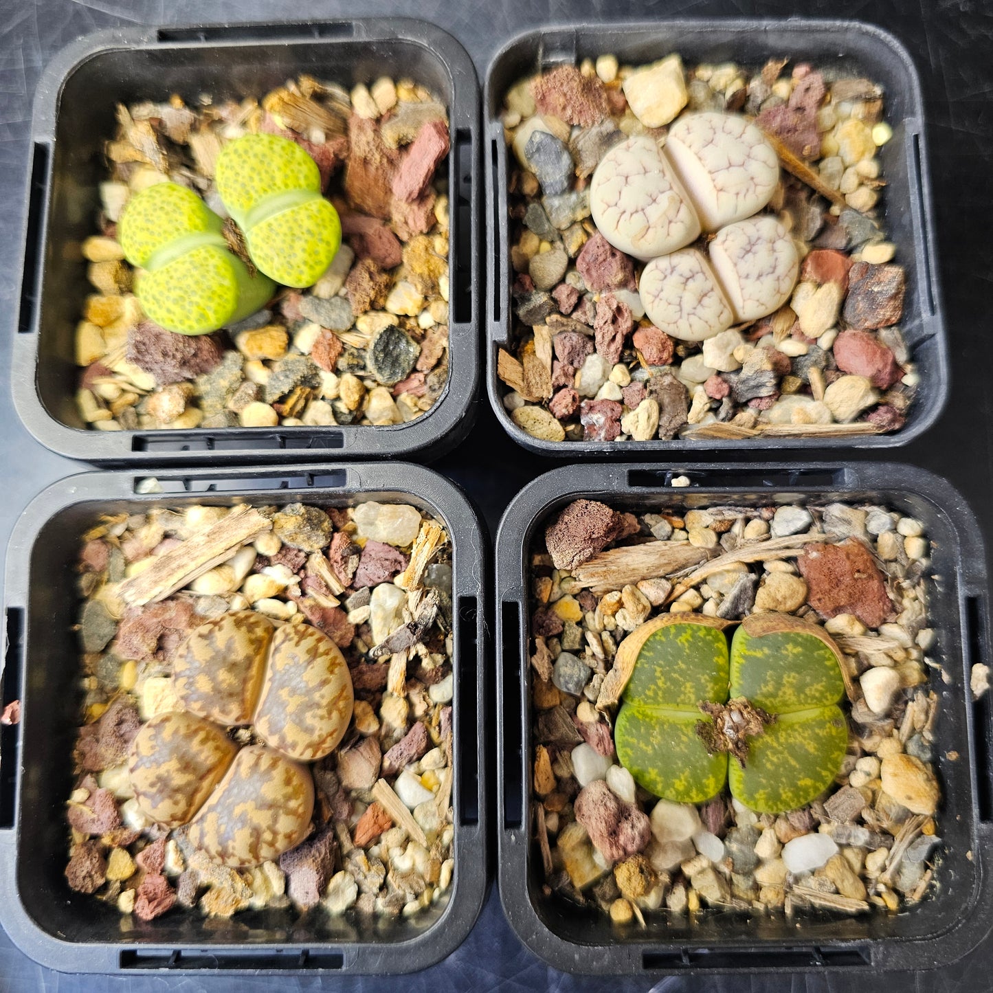 Lithops bundle (4 plants) – Earth & Green