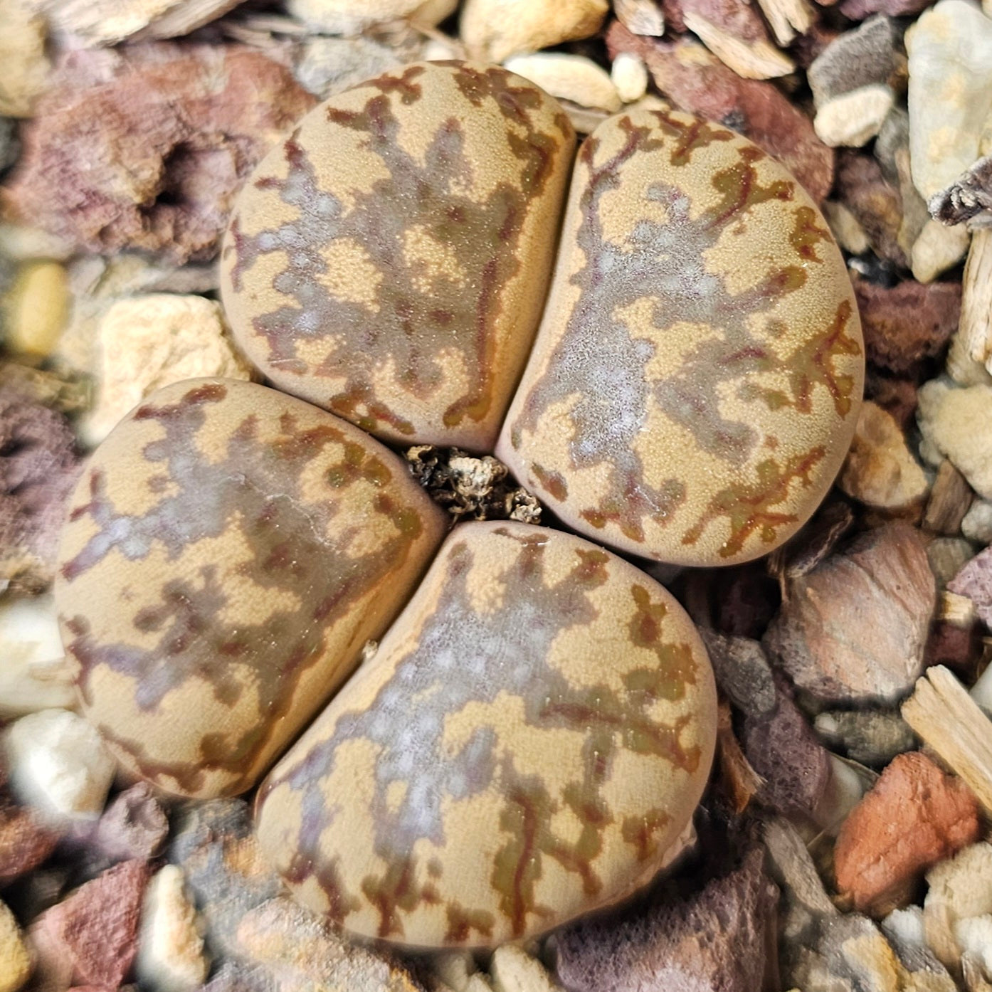 Lithops bundle (4 plants) – Earth & Green