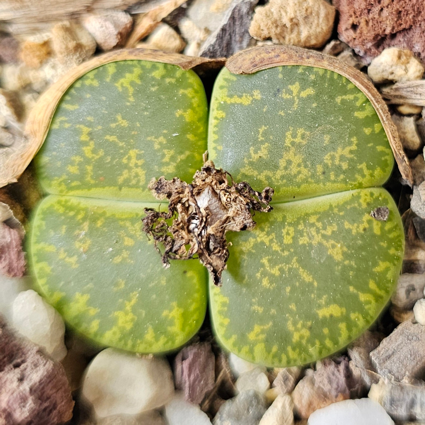 Lithops bundle (4 plants) – Earth & Green