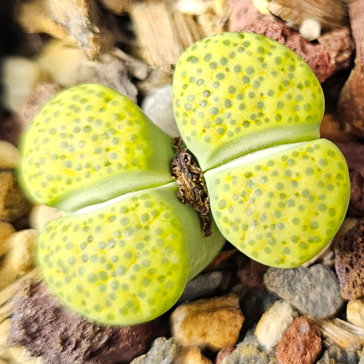 Lithops bundle (4 plants) – Earth & Green