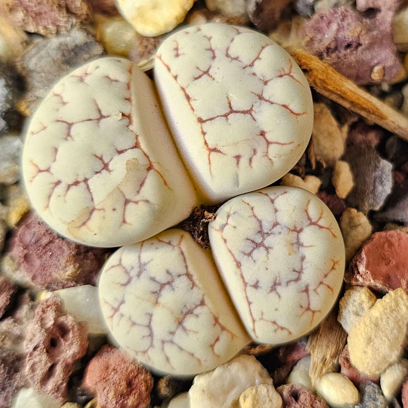 Lithops bundle (4 plants) – Earth & Green
