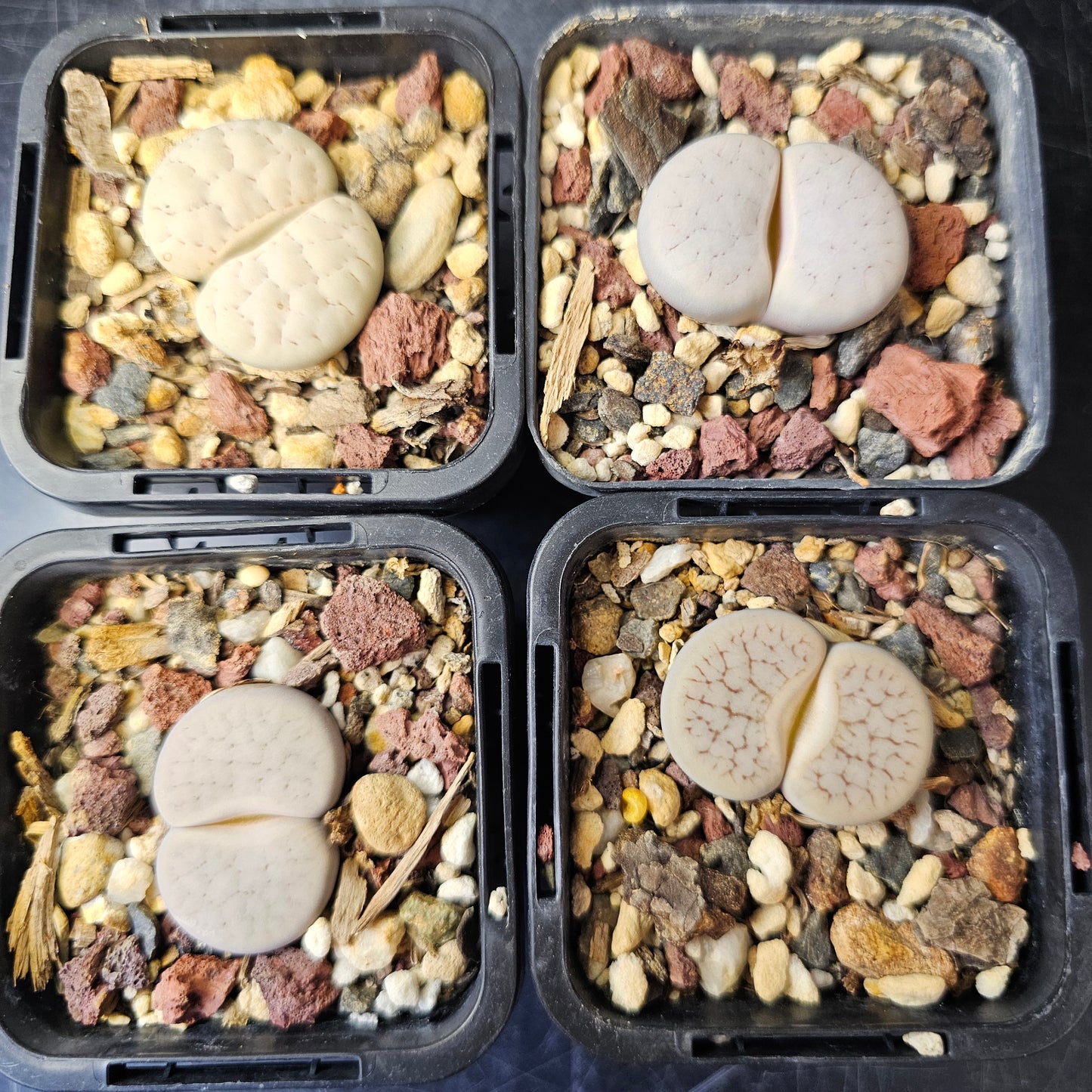 Lithops bundle (4 plants) – Soft Presentation