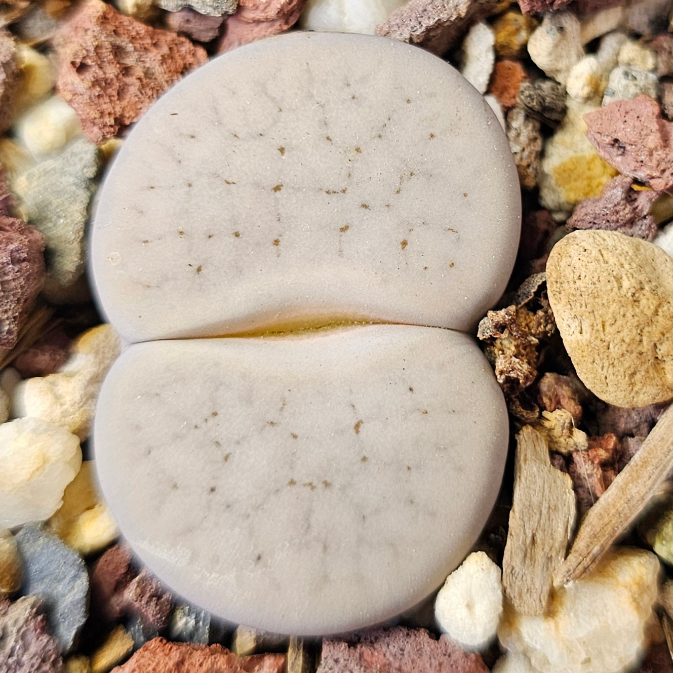 Lithops bundle (4 plants) – Soft Presentation