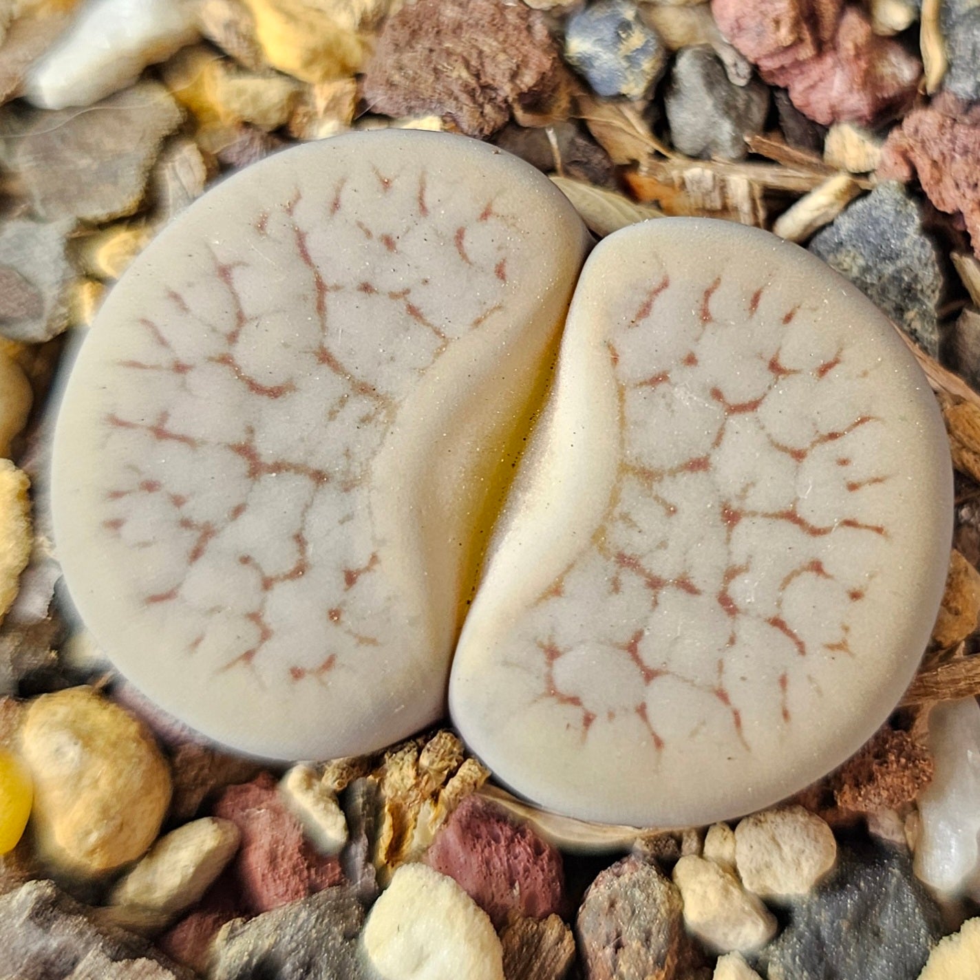 Lithops bundle (4 plants) – Soft Presentation