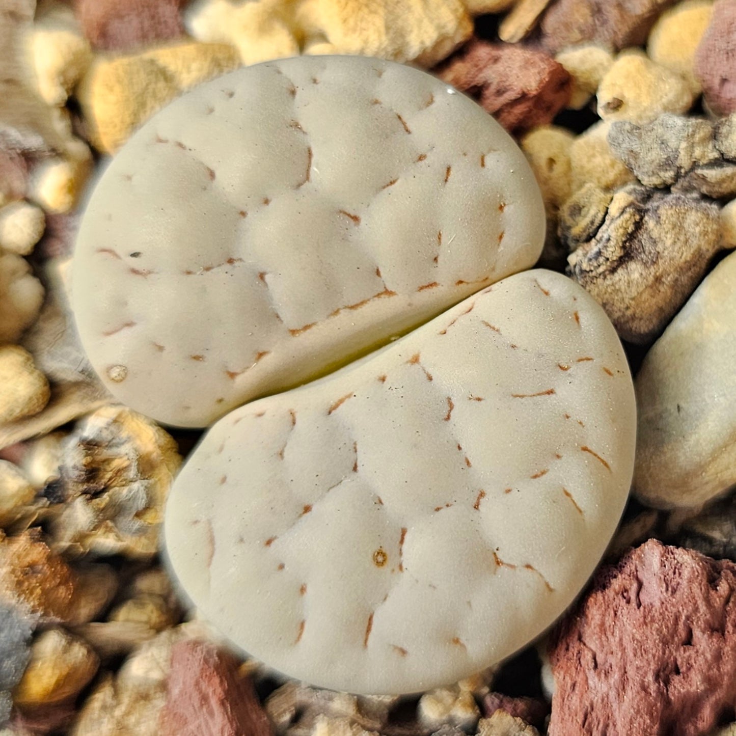 Lithops bundle (4 plants) – Soft Presentation