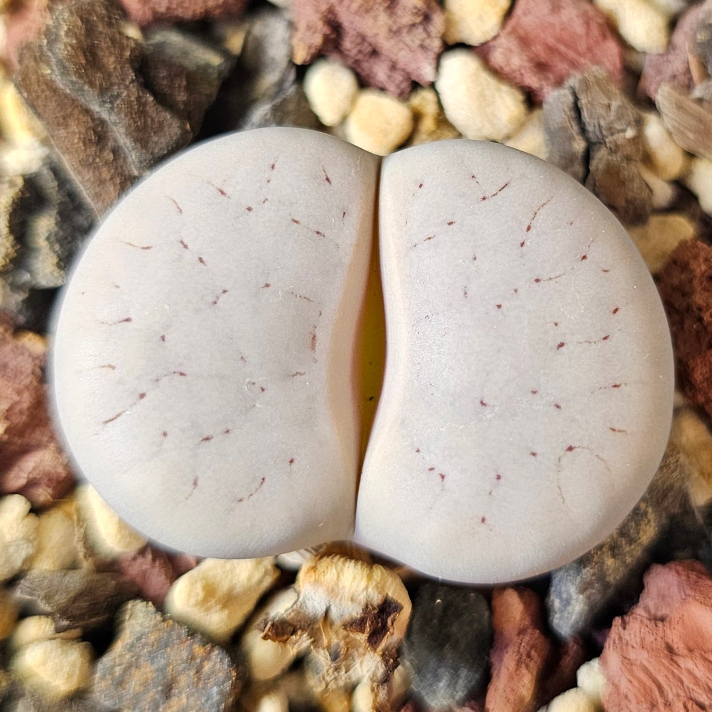 Lithops bundle (4 plants) – Soft Presentation