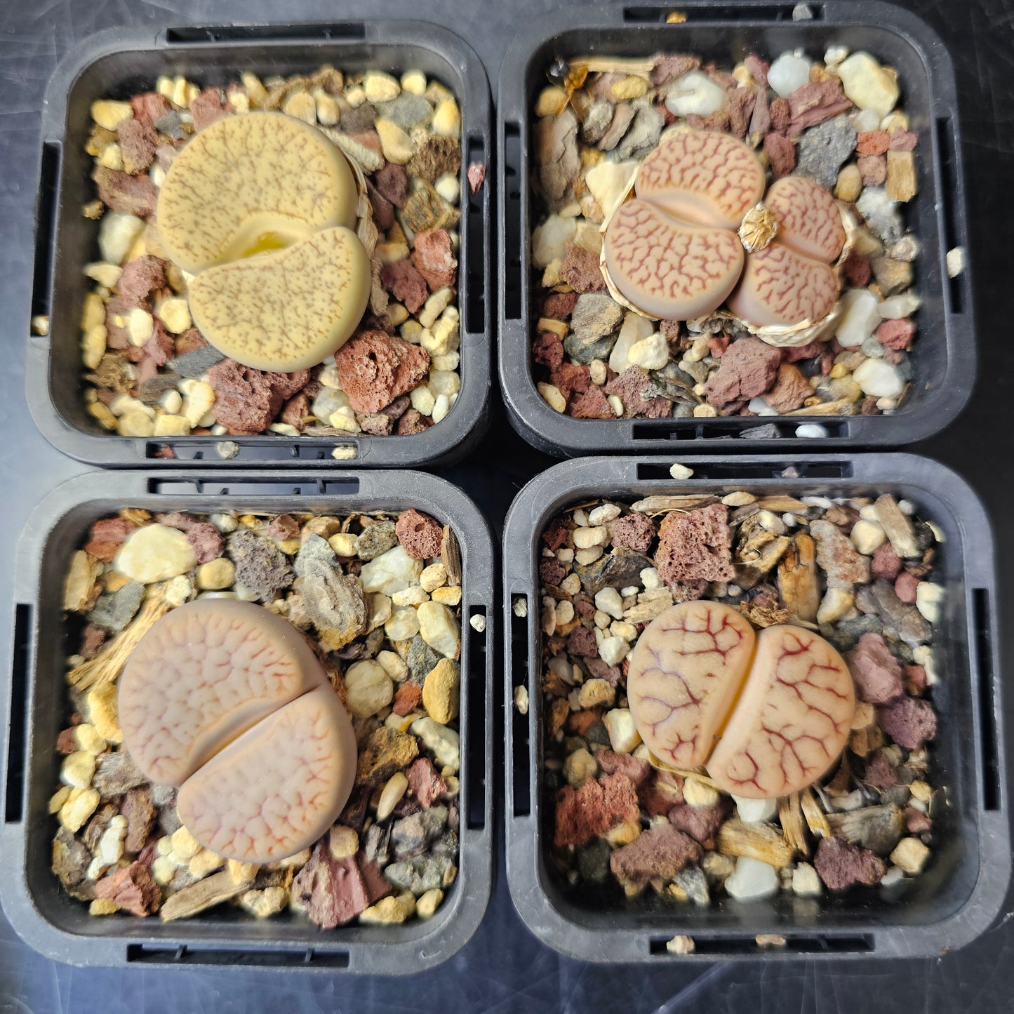 Lithops bundle (4 plants) – Clean Earth Palette