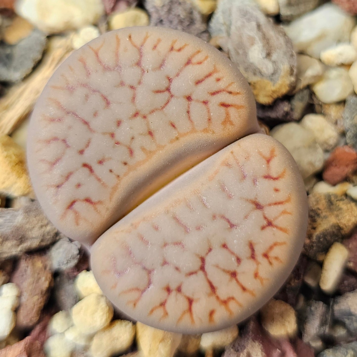 Lithops bundle (4 plants) – Clean Earth Palette