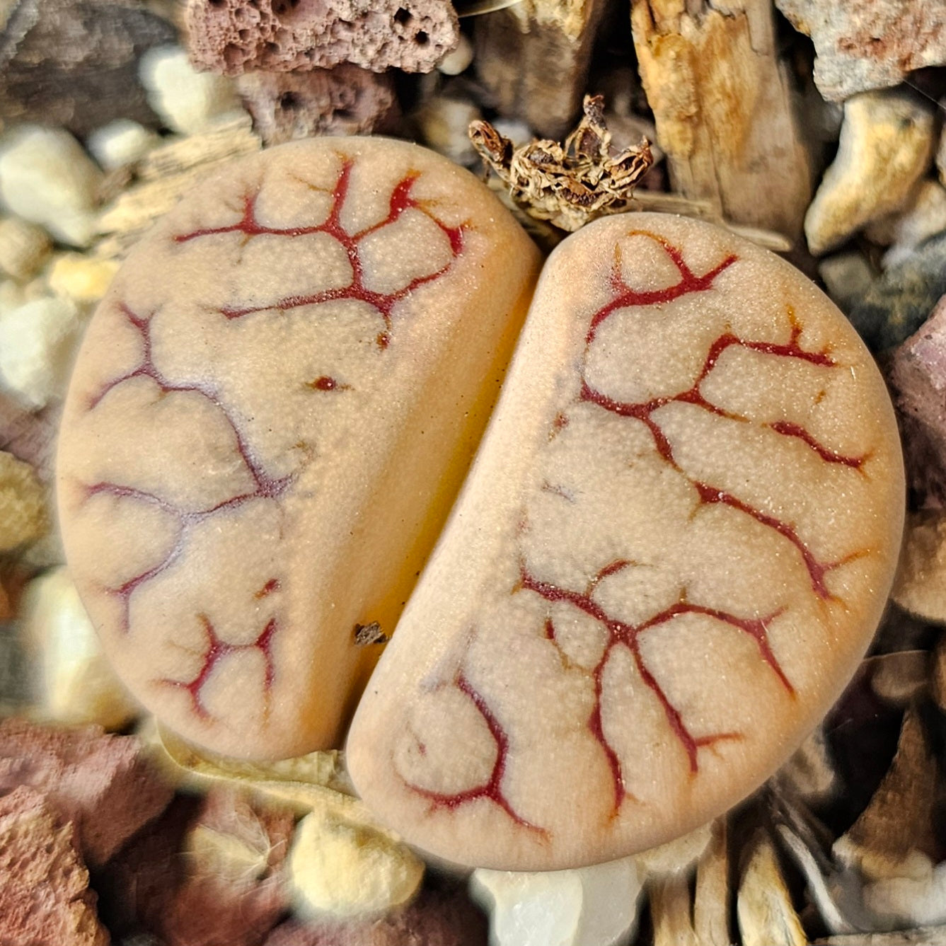 Lithops bundle (4 plants) – Clean Earth Palette