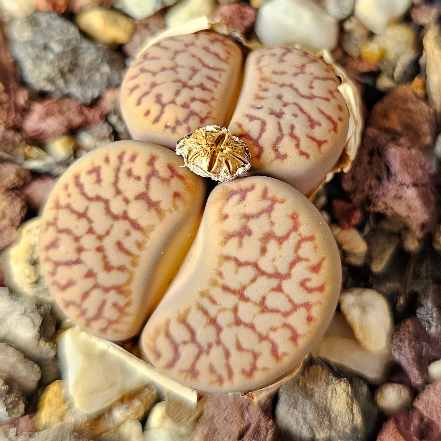 Lithops bundle (4 plants) – Clean Earth Palette