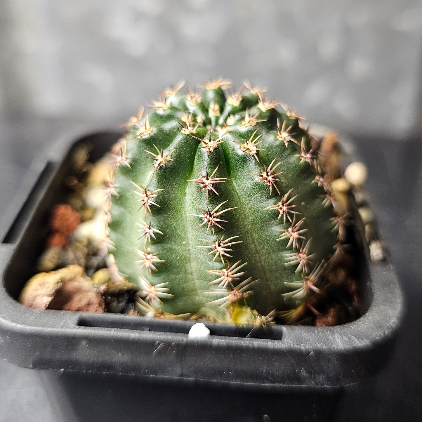 Lobivia hybrid (7WW)