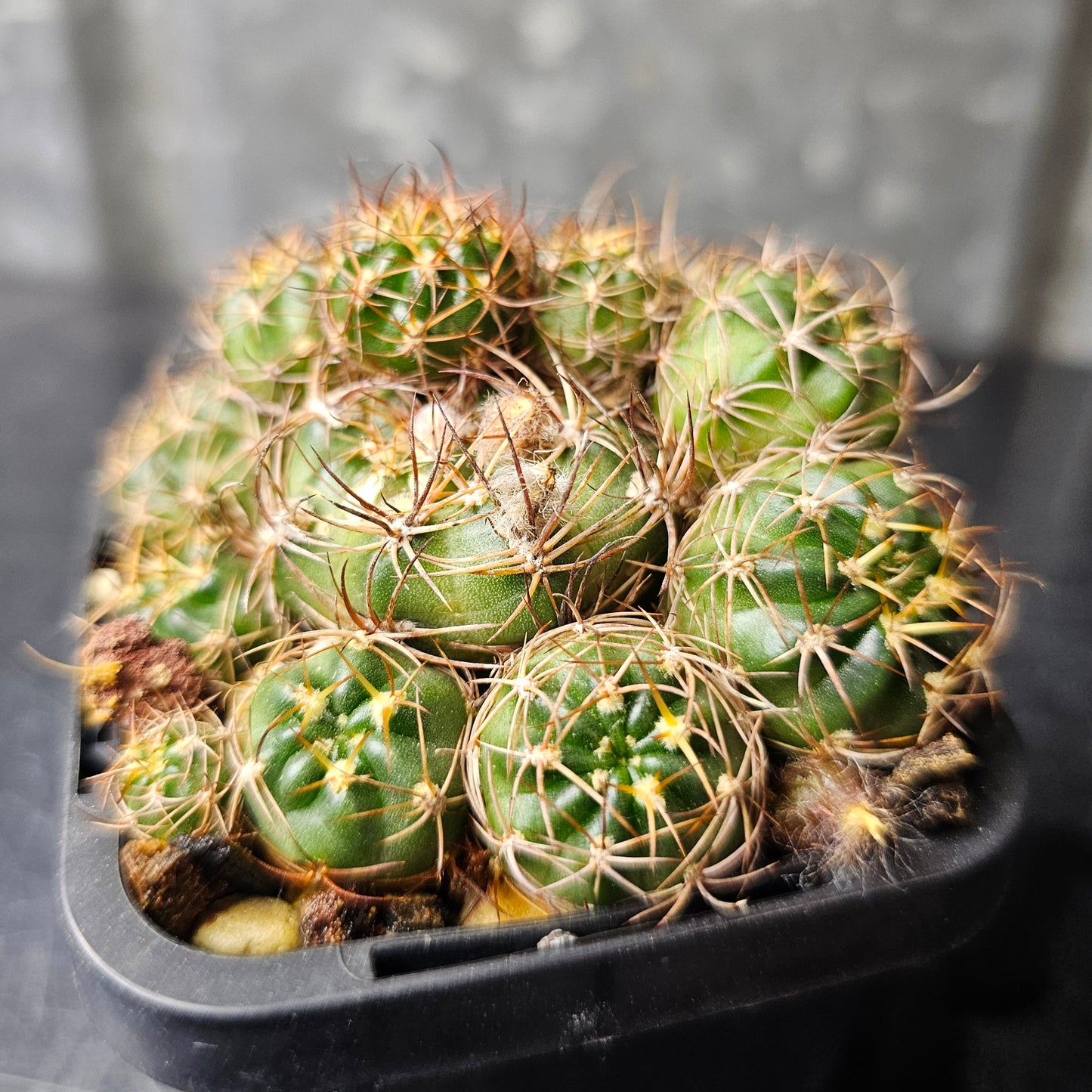 Lobivia hybrid (3UW)