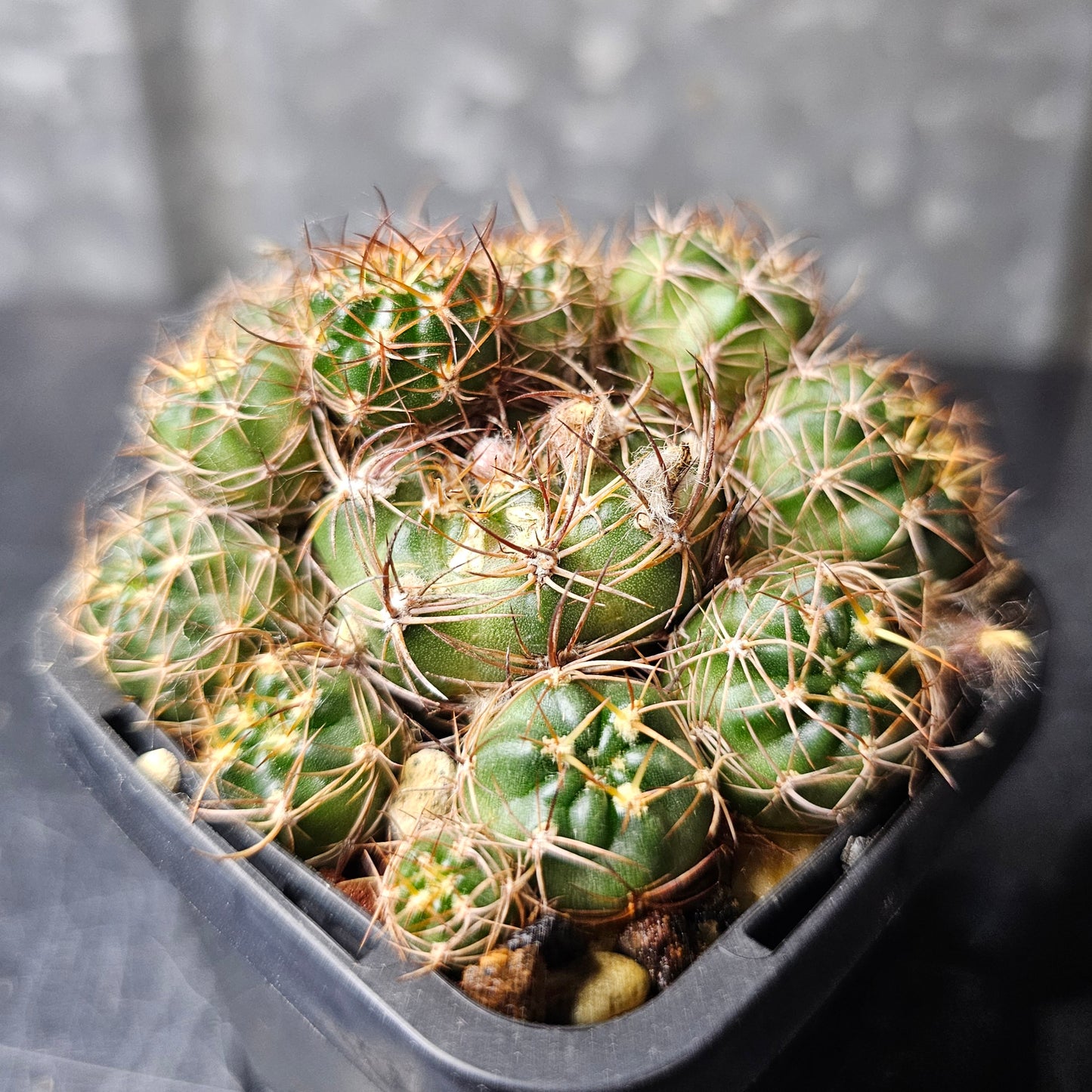 Lobivia hybrid (3UW)