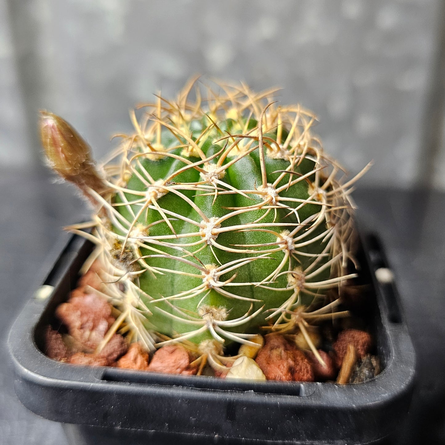 Lobivia hybrid (2OC)