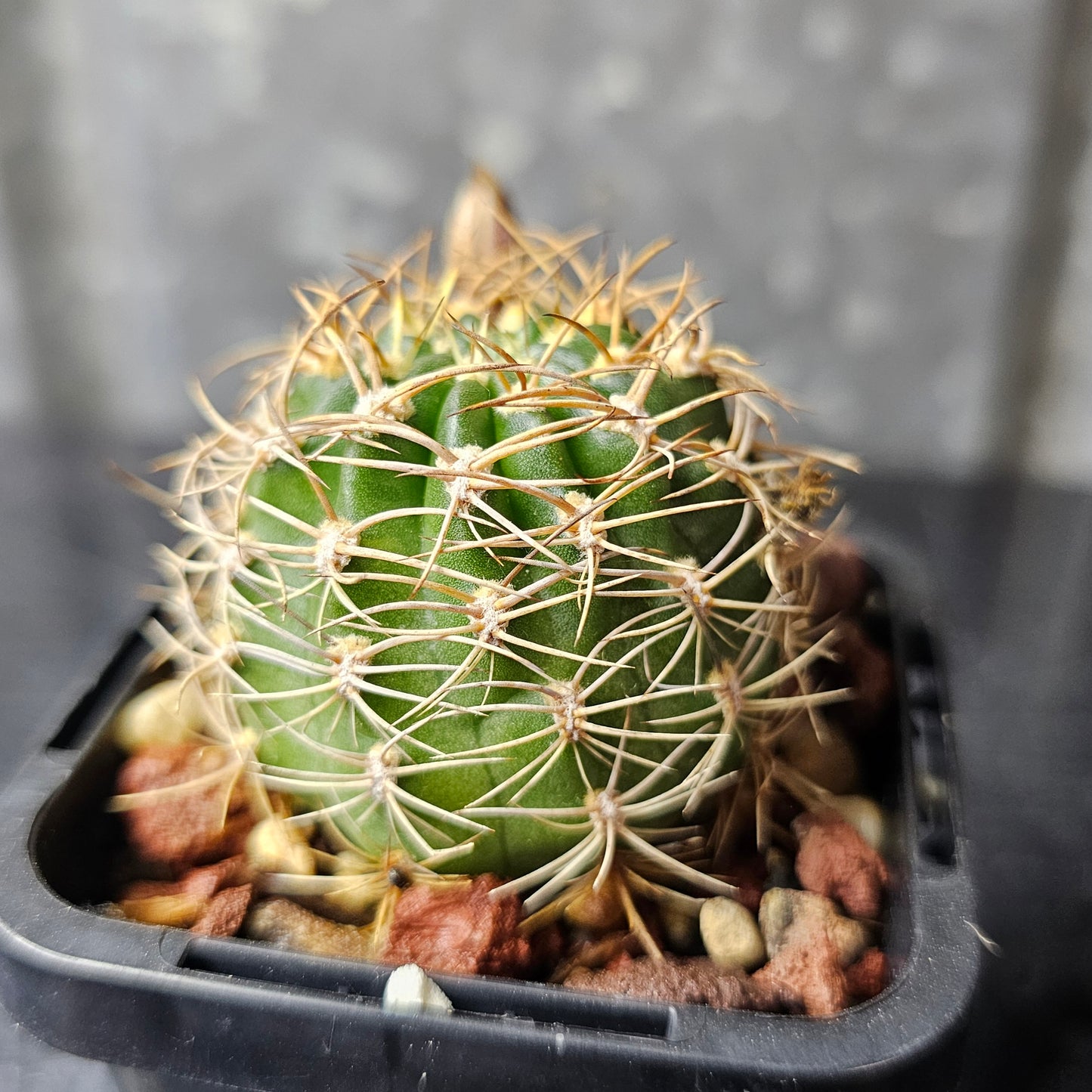 Lobivia hybrid (2OC)