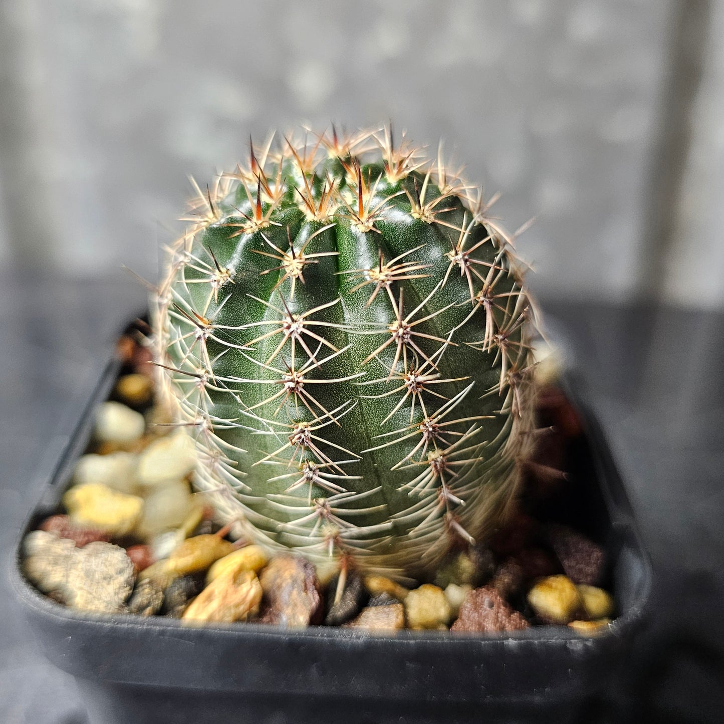 Lobivia hybrid (T5V)